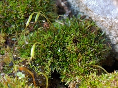 Aloina aloides