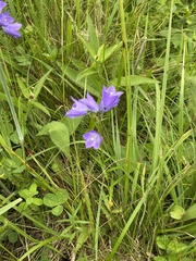 Coleosporium campanulae