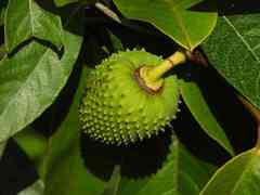 Annona sericea