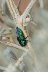 Knowltonia alleni