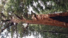 Sequoioideae