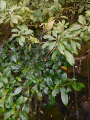 Trichonephila clavata