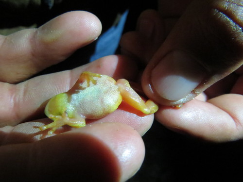 Puebla Tree Frog