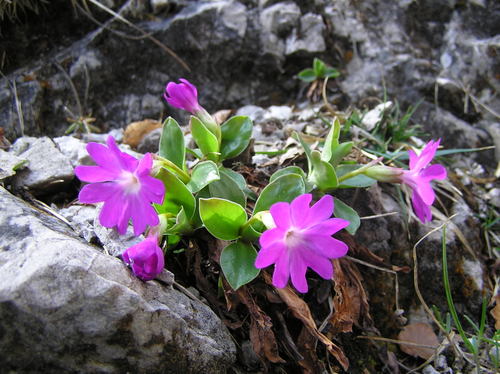 Primavera de Clusius