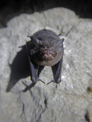 Balantiopteryx io