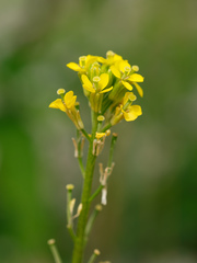 Erysimum marschallianum