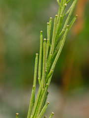 Erysimum marschallianum