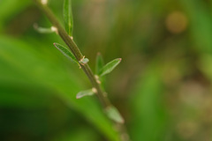 Erysimum marschallianum