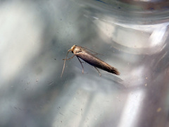 Argyresthia laevigatella