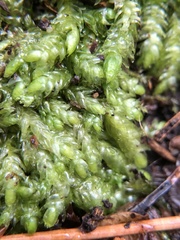 Plagiothecium curvifolium