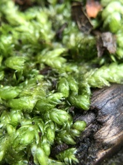 Plagiothecium curvifolium