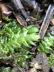 Plagiothecium curvifolium