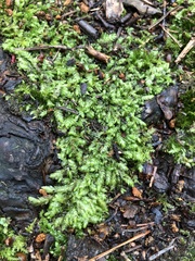 Plagiothecium curvifolium