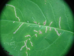 Scrobipalpula manierreorum