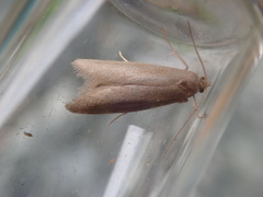 Pseudatemelia subochreella