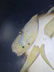 Plagiothecium curvifolium