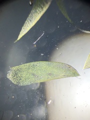 Plagiothecium curvifolium