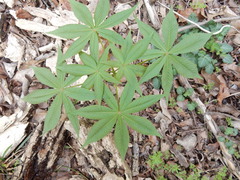 Aesculus glabra arguta