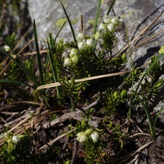 Phyllodoce glanduliflora