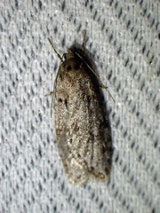 Semioscopis