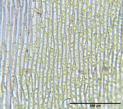 Plagiothecium curvifolium