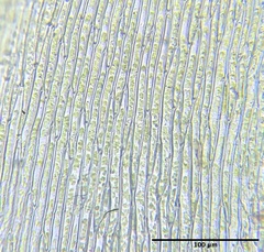 Plagiothecium curvifolium
