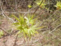 Aesculus glabra arguta