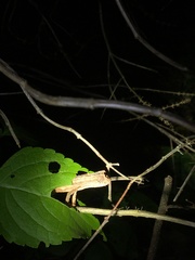 Rieppeleon kerstenii