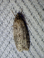 Semioscopis