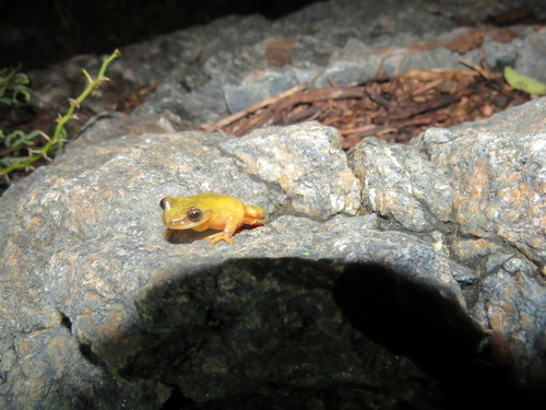 Puebla Tree Frog