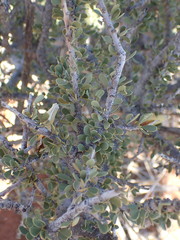 Boscia foetida