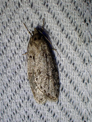 Semioscopis