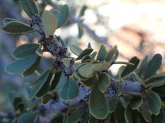 Boscia foetida