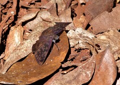 Anastrus sempiternus