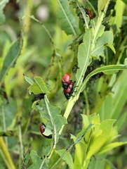 Chrysomela saliceti