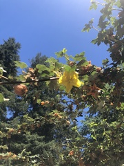 Fremontodendron