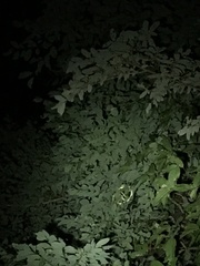 Philothamnus punctatus