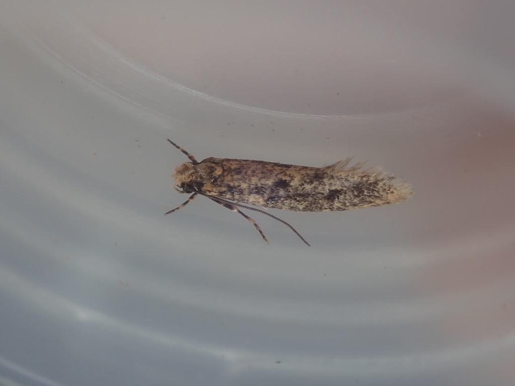 Brindled Clothes Moth
