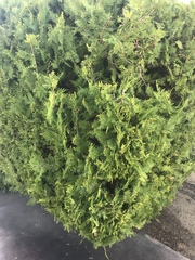 Cupressaceae