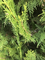 Cupressaceae