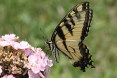 Papilio glaucus