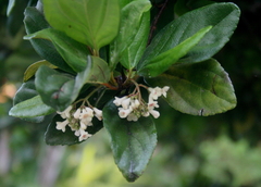 Viburnum suspensum