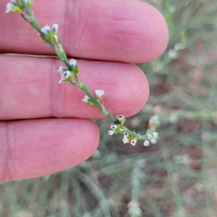 Polygonum equisetiforme