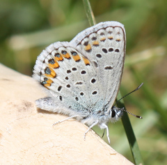 Plebejus melissa