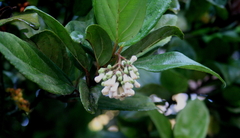 Viburnum suspensum