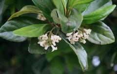 Viburnum suspensum