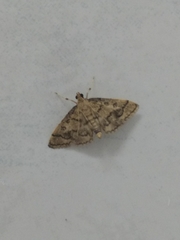 Metasia ophialis