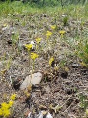 Sedum stenopetalum