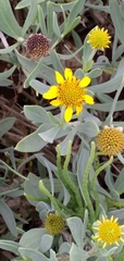 Borrichia frutescens image