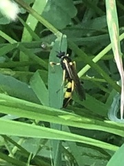 Amblyteles armatorius